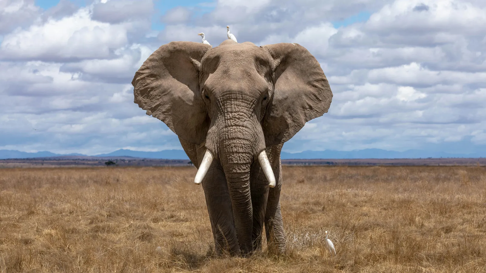 🐘 De la Frustration à la Maîtrise : Mon Voyage Éclairant avec ELephorm